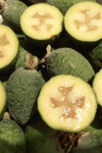 PINEAPPLE GUAVA FRUIT TREE PLANT GREENHOUSE BEST GIFT LIVE PLANT GUARANTEED ๐ณ๐ - Picture 1 of 12