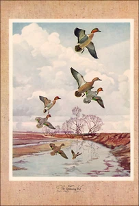1946 Vintage Print Greenwing Teal Duck Ducks Hunting Hunt Bird Fly Outdoor River - Picture 1 of 3