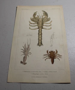 Impresiones a color de animales CUVIER 1837 ~ LANGOSTA DE BARRO DE ESCORPIÓN, más otros dos tipos - Imagen 1 de 1