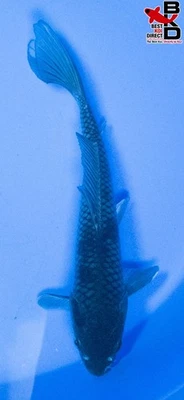 Estanque de jardín de peces koi vivos OCHIBA 11" 10/30 Foto 1 de 4