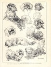 1930s Vintage Pekingese Print Wall Art Decor Ambler Pekingese Illustration 5558r