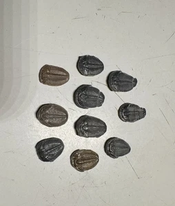LOTE # 1- 10 TRILOBITES FÓSILES ELRATHIA - Imagen 1 de 4