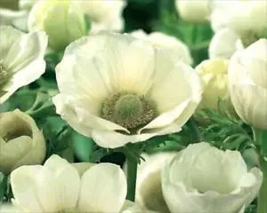 Pack 15 Bulbs/Tubers Anemone De Caen 'The Bride' Top Quality WPC.Prins Bulbs - Picture 1 of 2