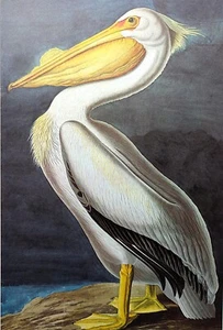 John James Audubon Birds AMERICAN WHITE PELICAN Vintage Book Plate Art Print 410 - Picture 1 of 3