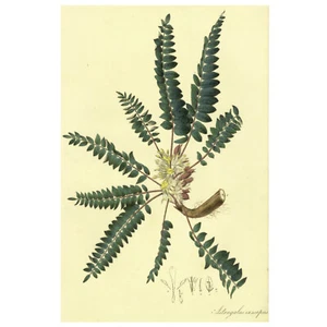 Folio botánico grande coloreado a mano Nees Esenbeck 1828 raro, ASTRAGALUS EXSCAPUS - Imagen 1 de 6