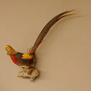 Goldfasan Vogel Präparat präpariert Tierpräparat 90.4.47 - Zdjęcie 1 z 8