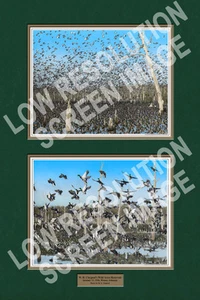 24x36" Claypool Ducks Wild Acres Reservior Print (colorized Version) - Bild 1 von 2