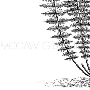 Fern III, Botanical Series, Wall Decor Art Print Poster 12" x 12" F624 - Picture 1 of 1