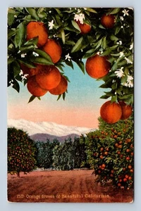 Cartolina California Orange Groves - 1517 non spedita - Foto 1 di 2