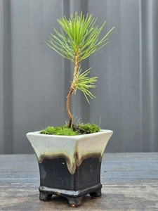 Japanese Black Pine Bonsai Starter/Seedling EXPRESS POST Posted With The Pot - Picture 1 of 7