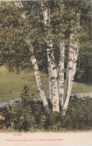 Postal de recuerdo vintage de The Birches in the Great State of Maine - Imagen 1 de 2