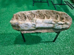 Authentic Mosasaur Jaw Jurassic Peroid From Morocco Deposits Phosphate Fossilize - Picture 1 of 6