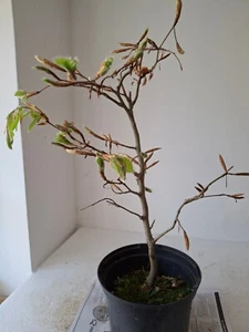 Prebonsai Rohling Rotbuche Outdoorbonsai Fagus sylvatica H 40 cm B ca 24 cm - Bild 1 von 5