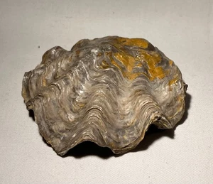 Seltene versteinerte Auster aus Peru Amazonas Bagua Grande Durchmesser ca.100 mm - Bild 1 von 4