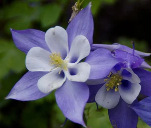 COLUMBINE BLUE STAR Aquilegia Caerulea - 300 Bulk Seeds - Picture 1 of 1