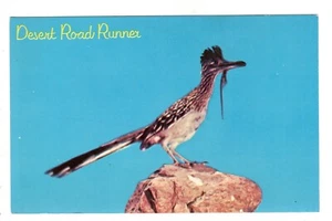 The desert Road Runner LIzard Vintage AZ Postcard CA - Picture 1 of 2