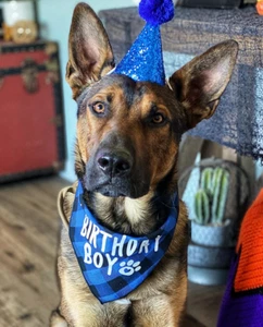 Birthday Boy Dog Party Supplies Hat Birthday Decorations Bandana Pet Supplies - Picture 1 of 9