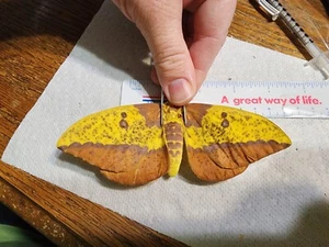Saturniidae Eacles imperialis Female CB #27O Imperial Moth Ex-pupa - Picture 1 of 2