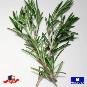 Rosemary Seeds Non-GMO Heirloom - Picture 1 of 3