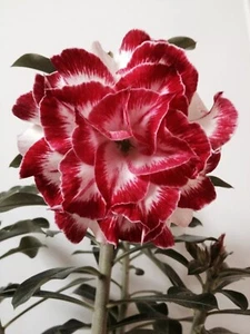 4DBL Red White Desert Rose Seeds Adenium Obesum Flower Perennial Seed US SELLER - Picture 1 of 24