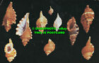 R468046 Shells Of Florida And The Gulf Of Mexico. No. 6. The Cymatium. Marine Re