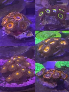 Live Coral Assorted Zoa/Paly Frag - High Quality Colors with Lots of Heads! - Picture 1 of 6