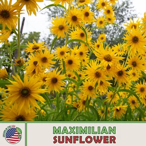100 Maximilian Sunflower Seeds, Perennial Flowers, Butterfly Garden, Genuine USA - Picture 1 of 2