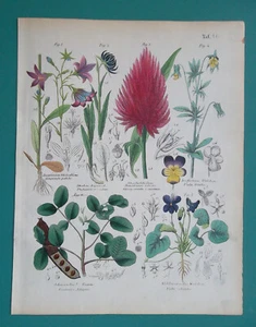 MEDICINAL PLANTS Pansy Sweet Violet Bellflower Rampion Carob - 1845 COLOR Print - Picture 1 of 1