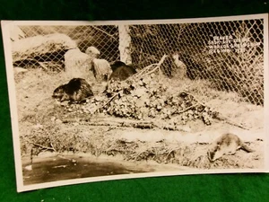 Biberwelt Getreide Ausstellung Postkarte Echtfoto UVPC Karte Saskatoon #2692 - Bild 1 von 2
