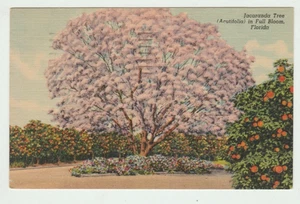 Jacaranda Tree in Full Bloom Florida 1950s Vintage Postcard P20 - Imagen 1 de 2