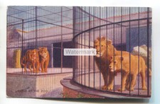 Lions at the Zoo - 1940's artistic postcard by C T Howard, J Salmon No. 3051
