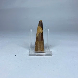 Diente fósil de spinosaurus XL - Diente de dinosaurio - Cretácico - Marruecos - 69 mm - Imagen 1 de 4