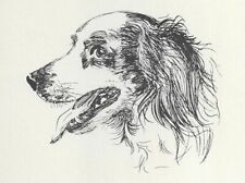 English Setter "Head Study" - CUSTOM MATTED - Vintage Dog Print - 1932 Thorne