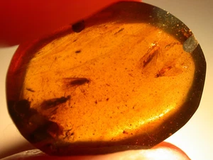 4 polillas del Cretácico en fósil de ámbar birmano de la edad de los dinosaurios - Imagen 1 de 13