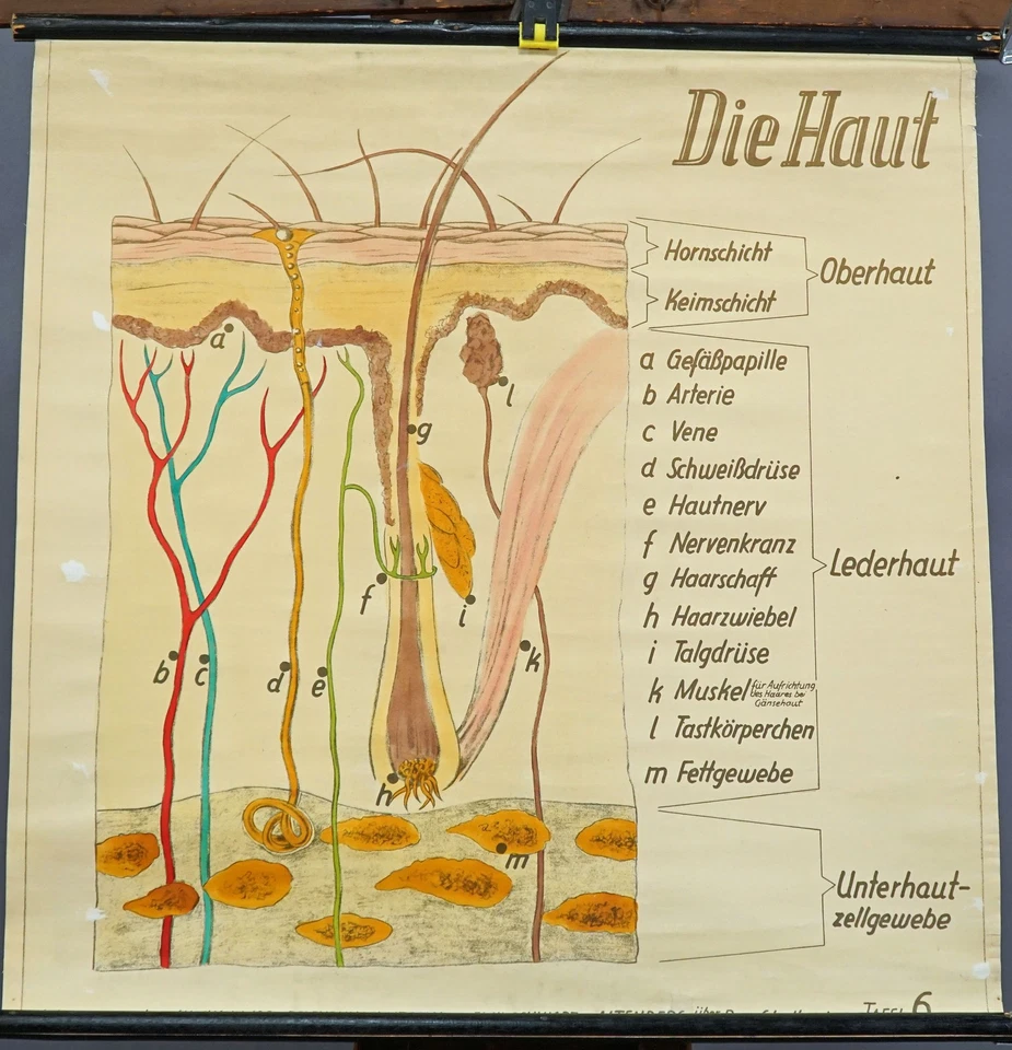 Póster médico vintage extraíble tabla de pared piel humana Foto 1 de 1