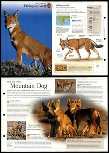 Ethiopian Wolf #289 Mammals - Discovering Wildlife Fact File Fold-Out Card - Picture 1 of 1