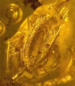 Larva fósil en ámbar báltico genuino - Imagen 1 de 1