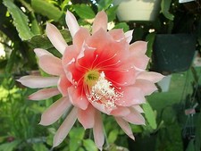 4 graines Cactus Orchidée Saumon(EPIPHYLLUM ARGUS)H478 ORCHID CACTUS SEEDS SAMEN