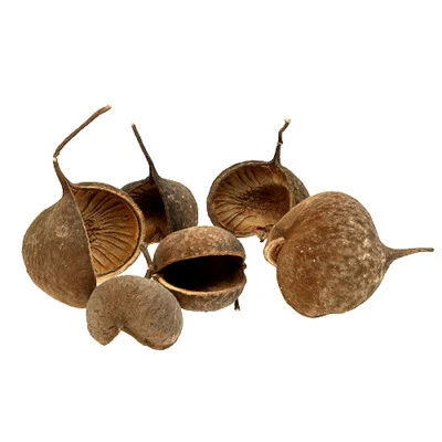 FLORISTIK24.DE Buddha Nut Natura 15 pz - Noci decorative esotiche per decorazione tavola e bricolage