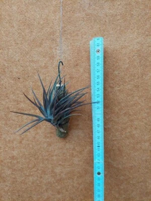 Tillandsia jonesii clumps XL, aufgebunden, - Bild 1 von 3