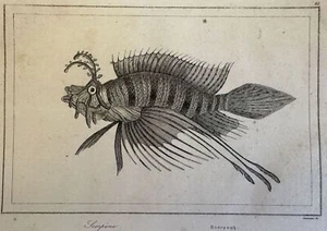 Poisson Scorpion Xylographie Ichtyologie Poissons 1820 Poissons Vénéneux - Bild 1 von 2