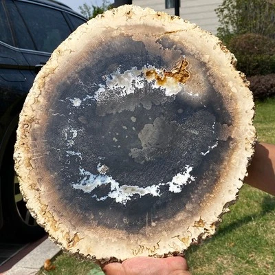 Petrified Wood Slice | Natural Fossil  Display Specimen - 10.2LB - Image 1 of 4