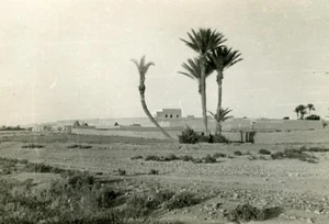Morocco Marrakech Enter the Palm Grove Old Photo April 1947 - Imagen 1 de 3