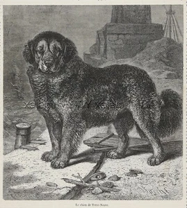 Perro Terranova Negro, Grande 1870 Antiguo Grabado Francés Impresión, Muy Raro - Imagen 1 de 3