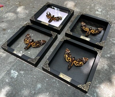 Wall Decor Real Death Head Moth Framed Gothic Dark and Moody Taxidermy Insect - Image 1 of 2