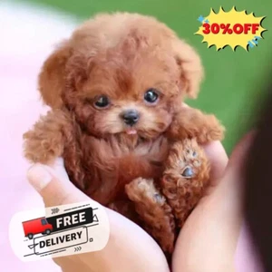 Suitable Robot-Puppy,My Realistic Robot Puppy, Milow Realistic Robot Puppy - - Picture 1 of 13