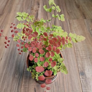Royal Fern Spores 1000 Seeds - Hardy Osmunda Regalis Fern For Shade Gardens