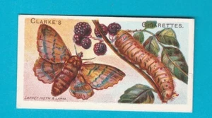 MARIPOSAS Y POLILLAS - TARJETA NO. 39 - Mundial. CLARKE & SON - 1912 - Imagen 1 de 2