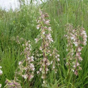 Epipactis palustris 100+ PCS fresh seeds, marsh helleborine, Herb seeds - Bild 1 von 6