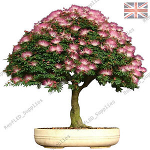 Rare Albizia Julibrissin Bonsai Tree, Mimosa Silk -10 Viable Seeds - UK Seller